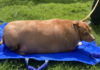 Auckland Woman Sentenced to Jail for Severely Obese Dog Neglect